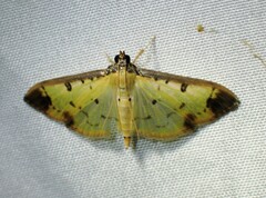 Eulepte