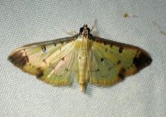 Eulepte