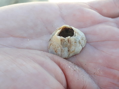 Amphibalanus eburneus