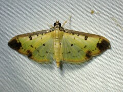 Eulepte