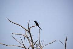 Dicrurus macrocercus