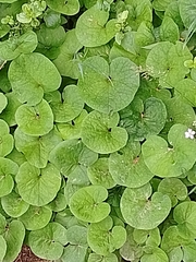 Petasites pyrenaicus