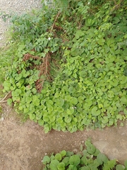 Petasites pyrenaicus