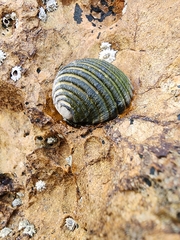 Nerita costata