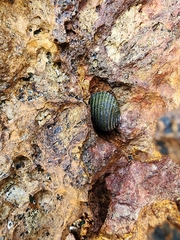 Nerita costata