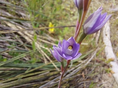 Thelymitra alcockiae