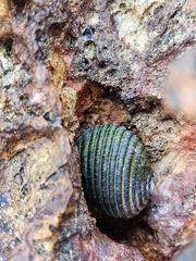 Nerita costata