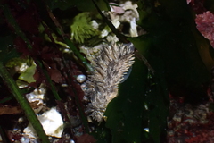 Aeolidia