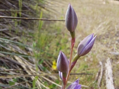 Thelymitra alcockiae