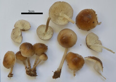 Mycena