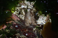 Aeolidia