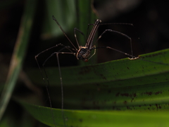 Forsteropsalis pureora