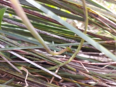 Thelymitra alcockiae