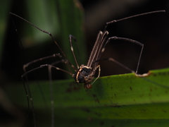 Forsteropsalis pureora