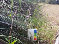 Thelymitra alcockiae