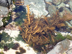 Carpophyllum maschalocarpum