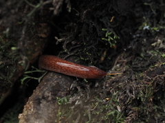 Australopacifica spectabilis