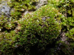 Syntrichia latifolia