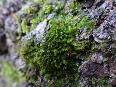 Syntrichia latifolia