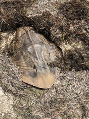 Trygonorrhina dumerilii