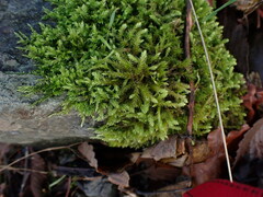 Climacium dendroides