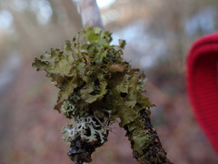 Tuckermanopsis chlorophylla