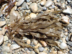 Dictyota kunthii