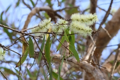 Melaleuca viridiflora