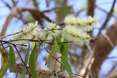 Melaleuca viridiflora