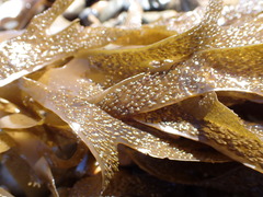 Dictyota kunthii