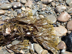 Zonaria aureomarginata