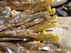 Zonaria aureomarginata