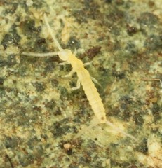 Diplura