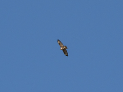 Buteo buteo insularum