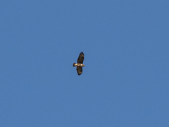 Buteo buteo insularum