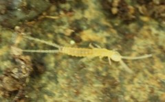 Diplura