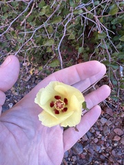Gossypium armourianum