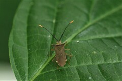 Cletomorpha