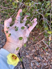 Gossypium armourianum