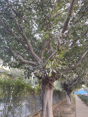 Ficus religiosa