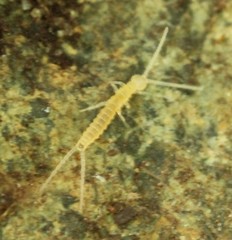 Diplura