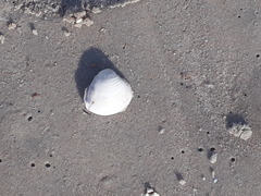 Anomalocardia flexuosa