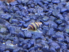 Anentome helena