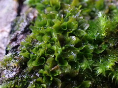 Syntrichia latifolia