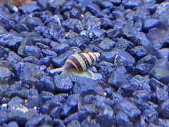 Anentome helena