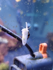 Anentome helena