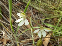 Caladenia prolata
