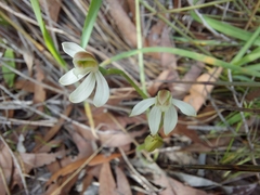 Caladenia prolata