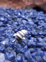 Anentome helena