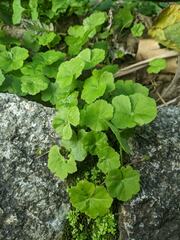 Hydrocotyle nepalensis